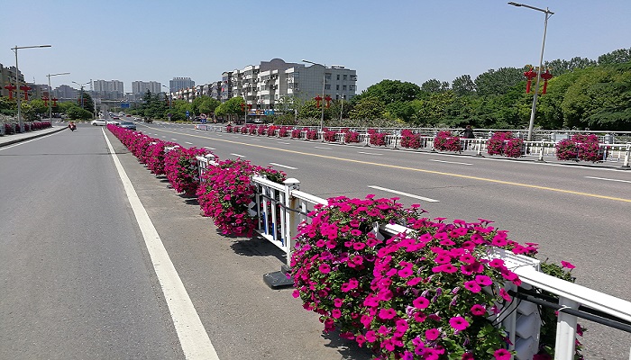 江苏新阜宁大桥护栏绿化工程案例