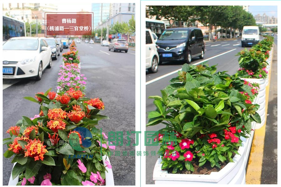 上海市道路景观绿化提升