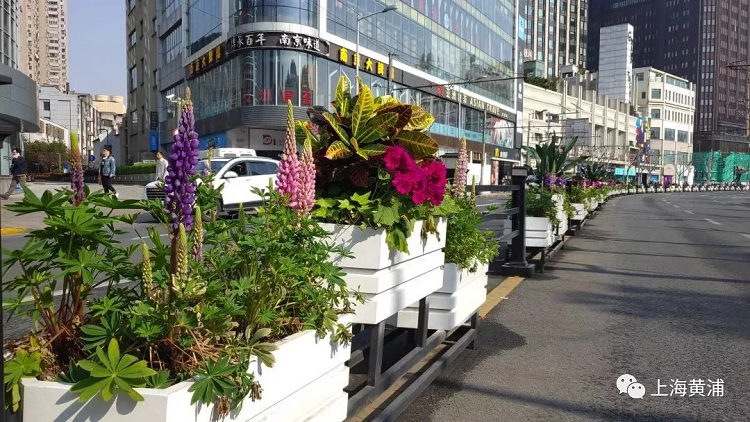 上海道路花箱花卉中的“天、地、人”思想