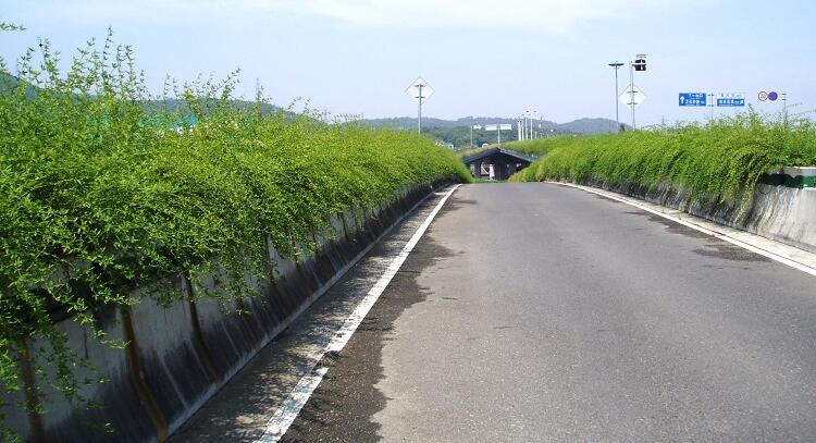 安徽合肥高架桥绿化案例