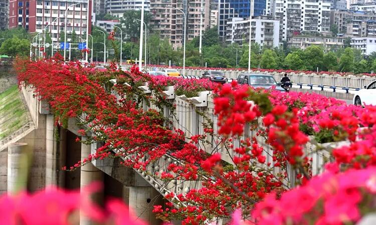 重庆万州高架桥景观绿化