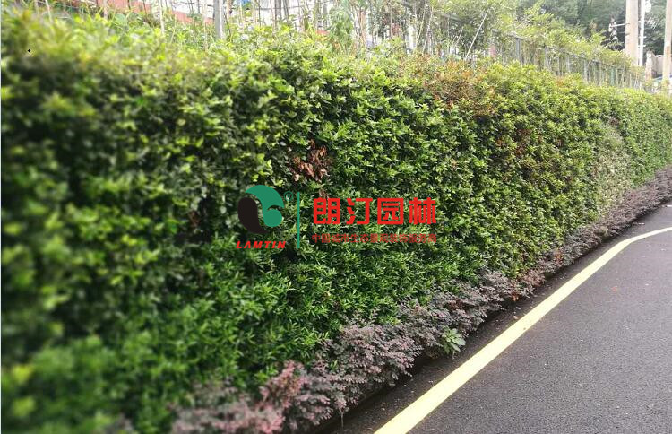 安徽铜陵立体绿化植物墙案例
