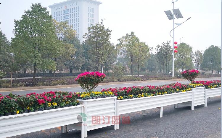 湖南永州道路中央隔离带绿化案例