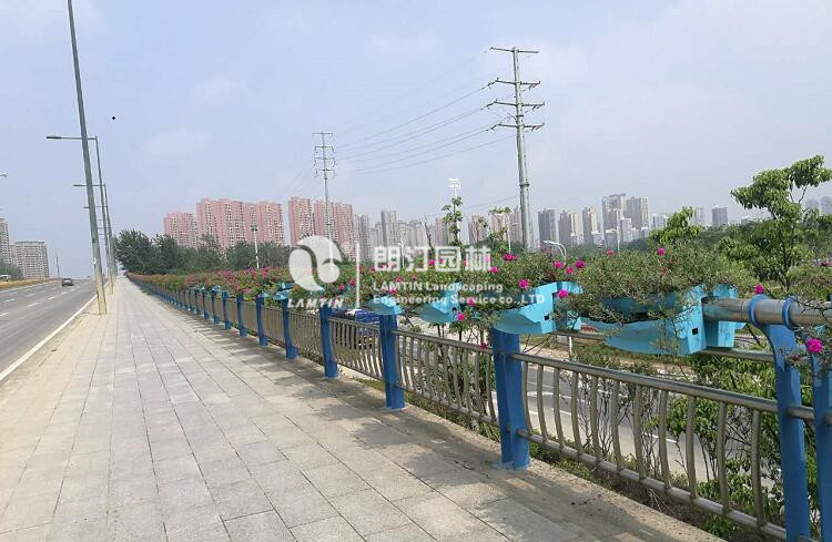 护栏景观提升绿化工程
