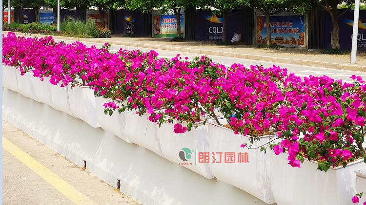 重庆万州道路中央隔离护栏绿化案例