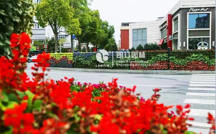 道路隔离植物墙景观
