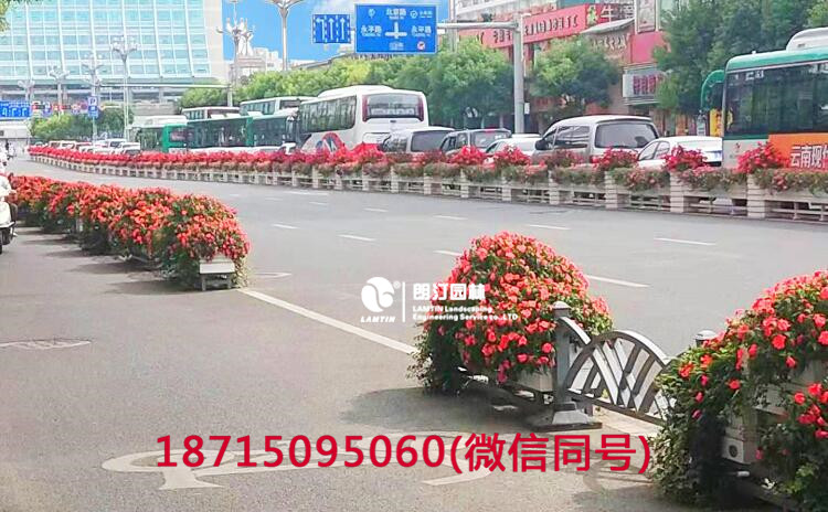 朗汀花箱工程，一年后的昆明北京路绿化花箱