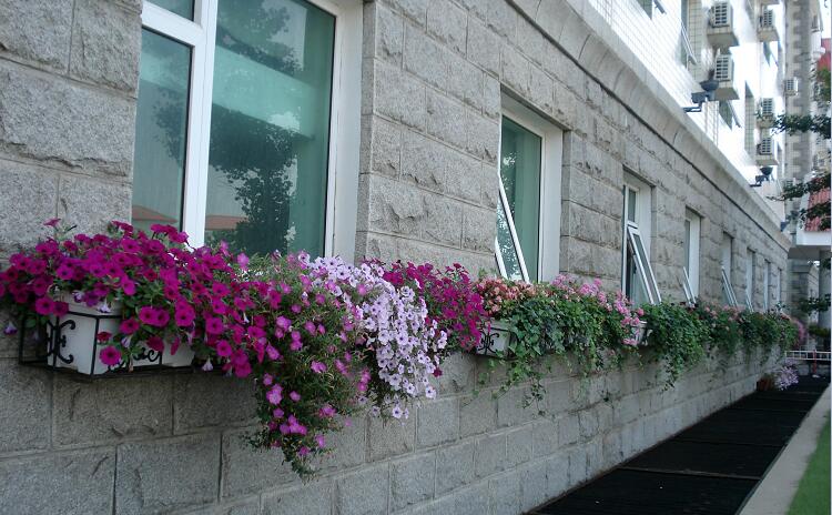 办公楼窗台绿化种植花盆