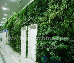 合肥墙体绿化