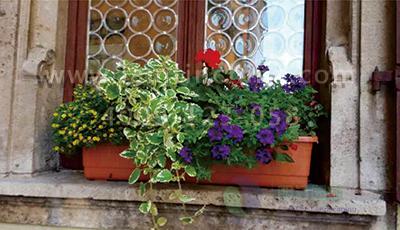 窗台阳台绿化组合花盆