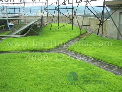 屋顶绿化公司