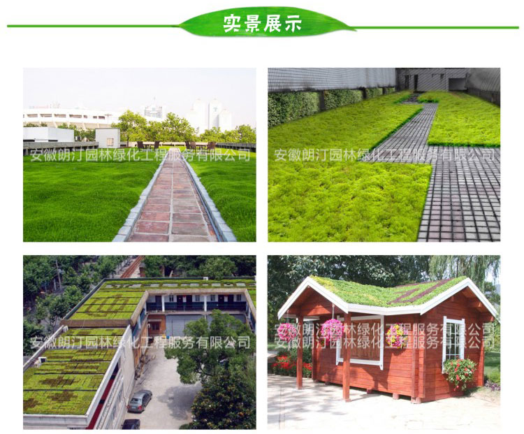 屋顶绿化花盆 屋顶绿化花盆