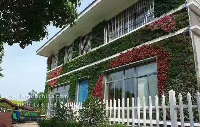 植物墙